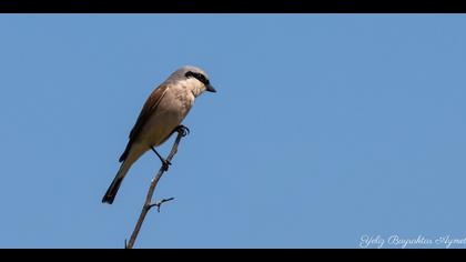 Kızılsırtlı örümcekkuşu