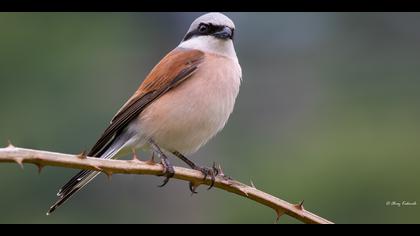 Kızılsırtlı örümcekkuşu