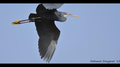 Kıyı balıkçılı