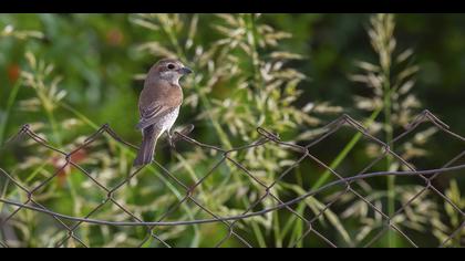 Kızılsırtlı örümcekkuşu