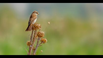 Kızılsırtlı örümcekkuşu