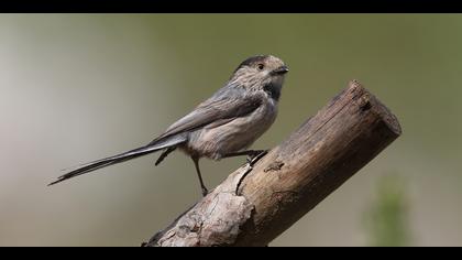Uzunkuyruklu baştankara
