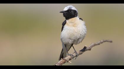 Karakulaklı kuyrukkakan