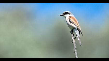 Kızılsırtlı örümcekkuşu