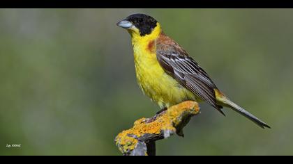 Karabaşlı kirazkuşu