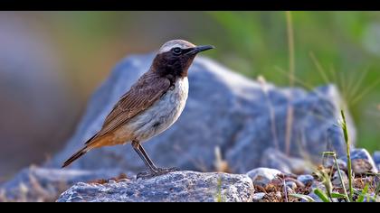 Kızılca kuyrukkakan
