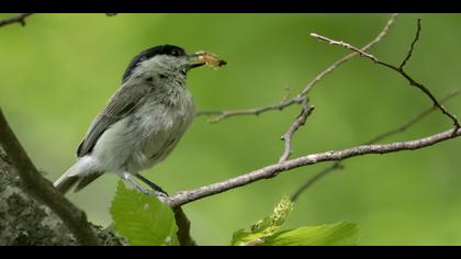 Kayın baştankarası