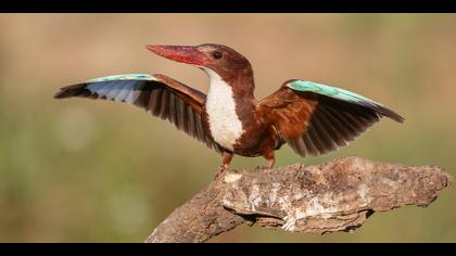 İzmir yalıçapkını