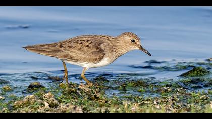 Sarıbacaklı kumkuşu