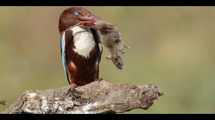 İzmir yalıçapkını