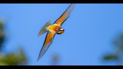 Arıkuşu » European Bee-eater » Merops apiaster