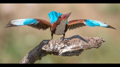 İzmir yalıçapkını