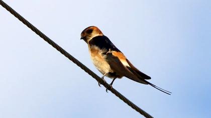 Kızıl kırlangıç