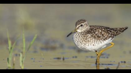 Orman düdükçünü