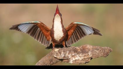 İzmir yalıçapkını