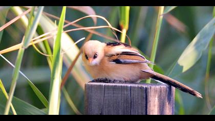 Bıyıklı baştankara