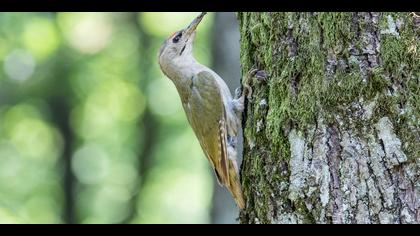Küçük yeşil ağaçkakan