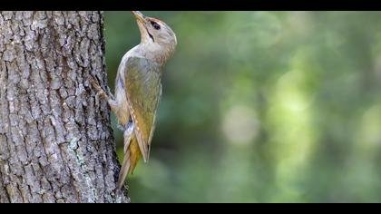 Küçük yeşil ağaçkakan
