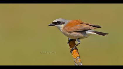 Kızılsırtlı örümcekkuşu
