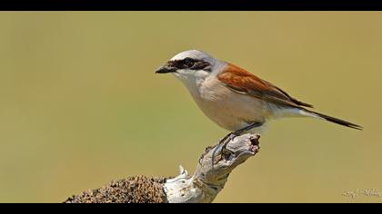 Kızılsırtlı örümcekkuşu