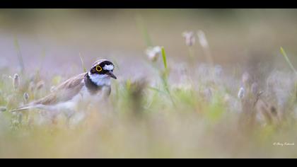 Halkalı küçük cılıbıt