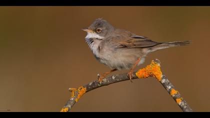 Akgerdanlı ötleğen