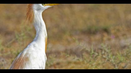 Sığır balıkçılı