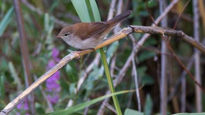 Kamışbülbülü
