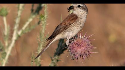 Kızılsırtlı örümcekkuşu