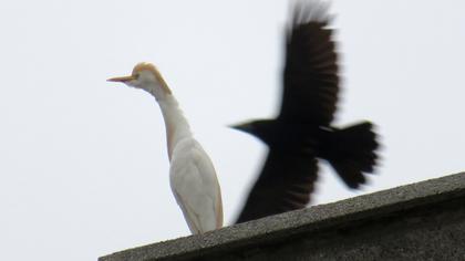 Sığır balıkçılı