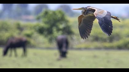 Erguvani balıkçıl