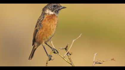 Taşkuşu » European Stonechat » Saxicola rubicola