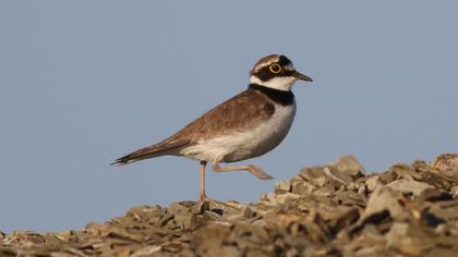 Halkalı küçük cılıbıt