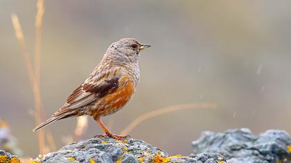 Büyük dağbülbülü