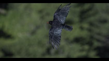 Kırmızıgagalı dağ kargası