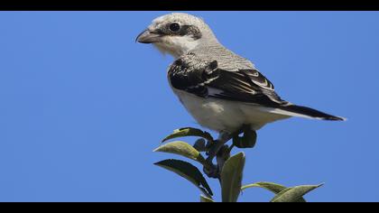 Karaalınlı örümcekkuşu