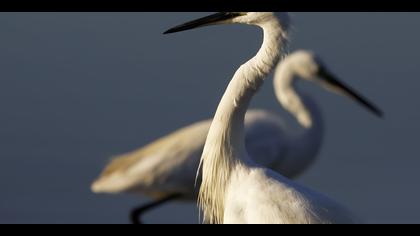 Küçük ak balıkçıl