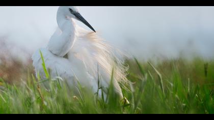 Küçük ak balıkçıl