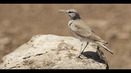 İbibik toygarı » Greater Hoopoe-Lark » Alaemon alaudipes