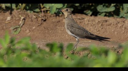 Bataklıkkırlangıcı