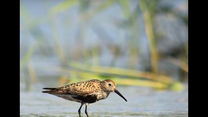 Karakarınlı kumkuşu