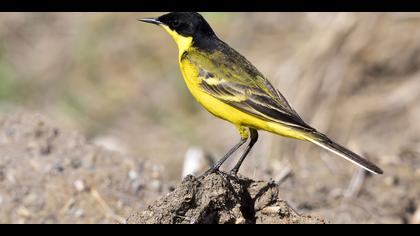 Sarı kuyruksallayan