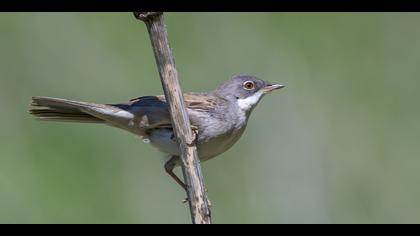 Akgerdanlı ötleğen