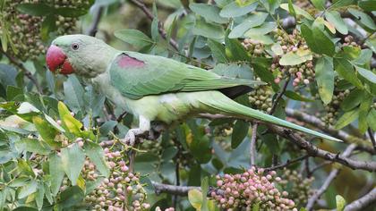 İskender papağanı