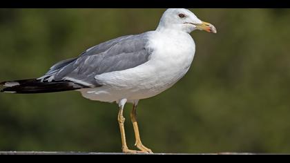 Van gölü martısı