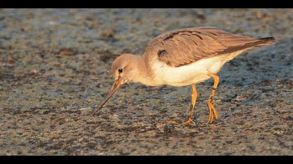Terek düdükçünü