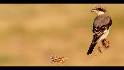 Karaalınlı örümcekkuşu