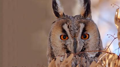 Kulaklı orman baykuşu