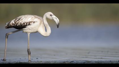 Flamingo » Greater Flamingo » Phoenicopterus roseus