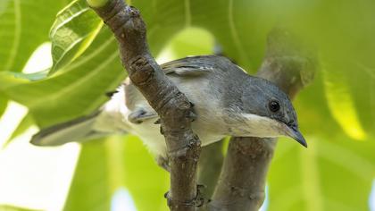 Karaboğazlı ötleğen